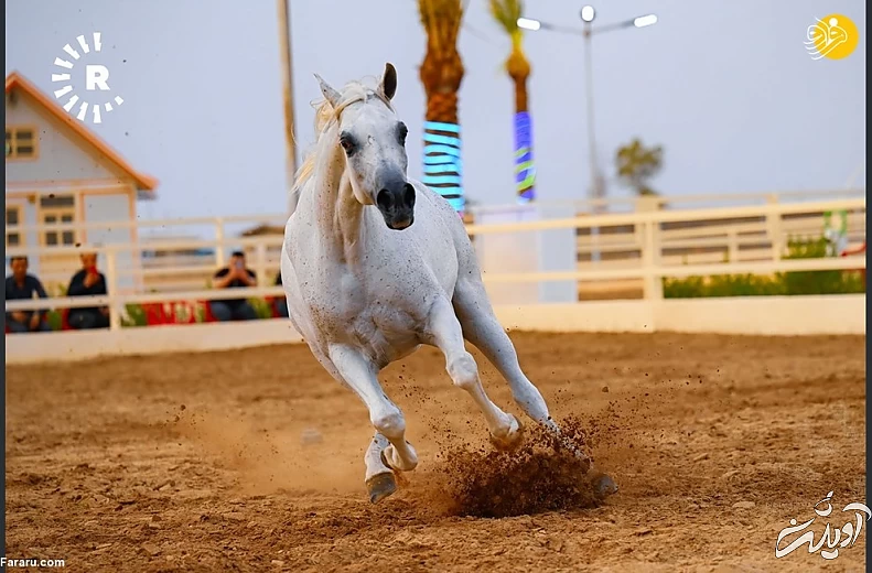 (تصاویر) نمایش اسب&zwnj;های اصیل عرب در کردستان عراق